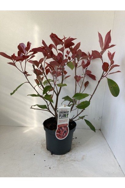 Фотинія фразера Ред Робін саджанець